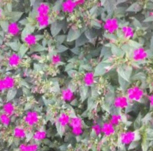 زود گذشت