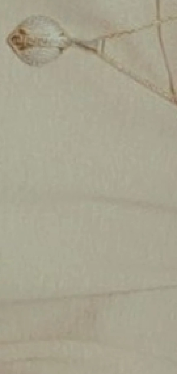 ‌