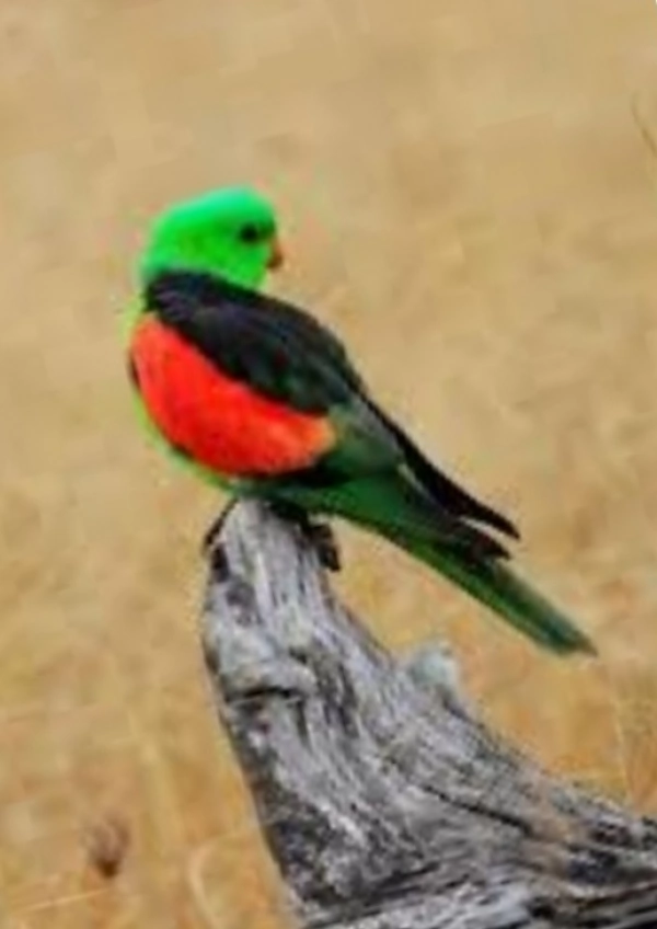 مهدی مصطفوی