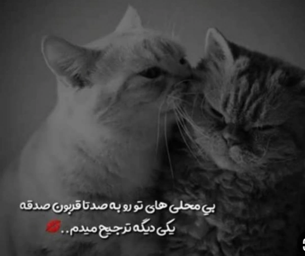 زمین