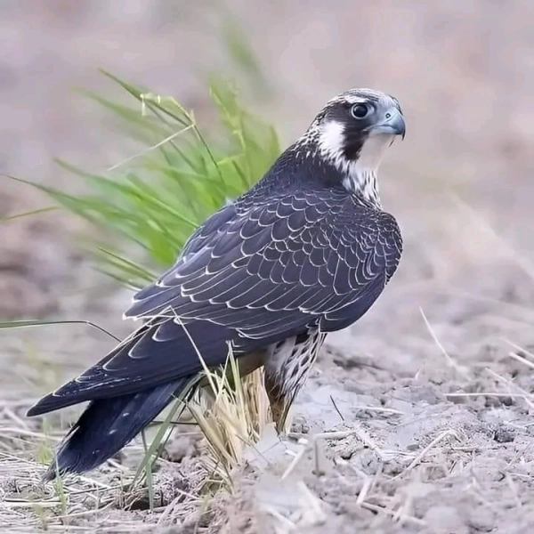 عتجخ