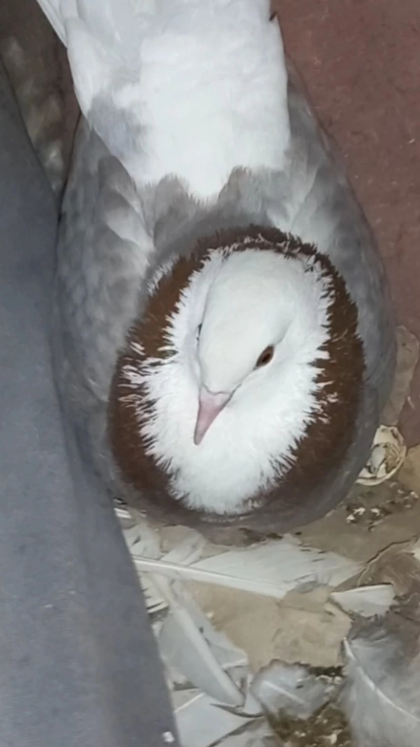 عشق کفتر