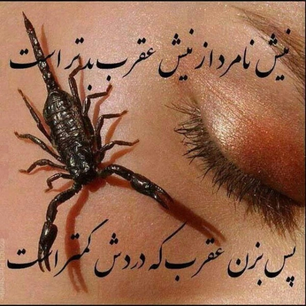 سجاد