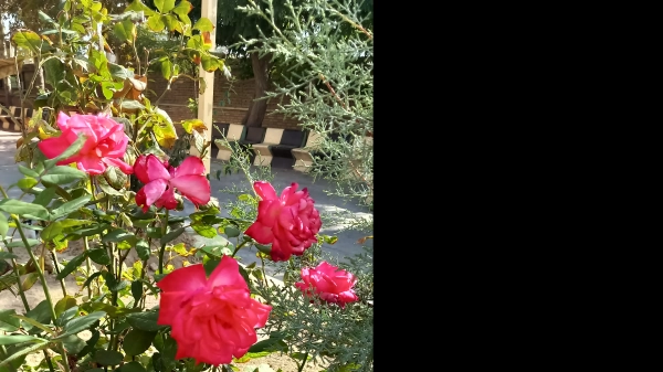 سارا