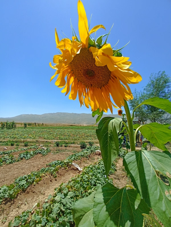 مریخ صورتی