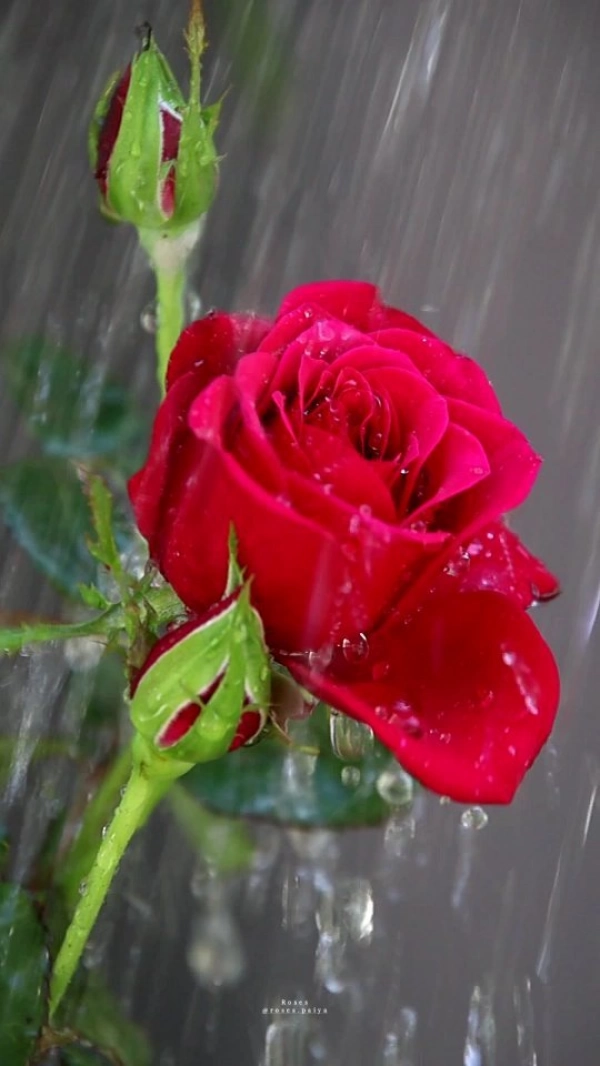 عـــشق