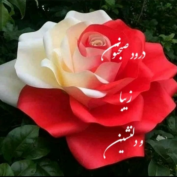 حمید امینی