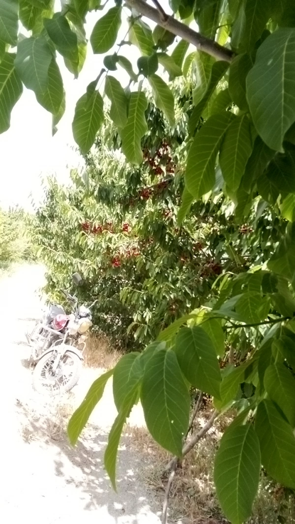 موسی