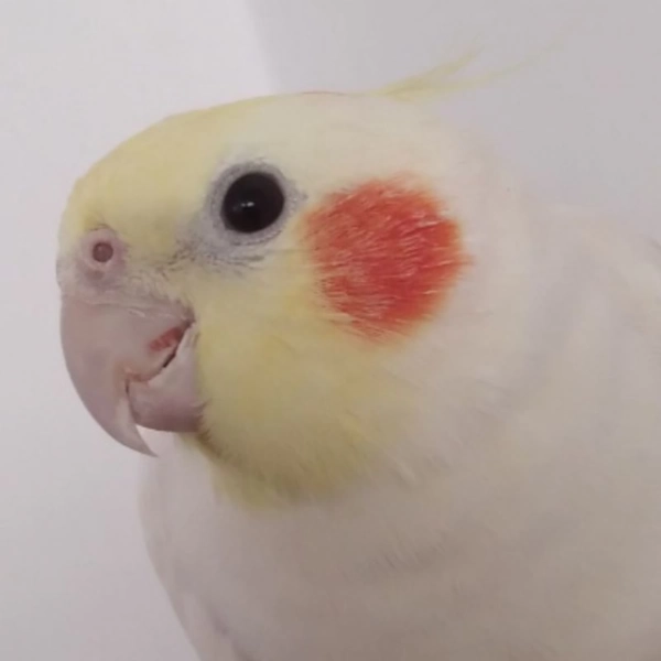 مهسا