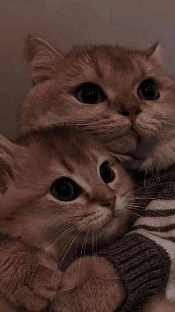 ♡دلارا♡