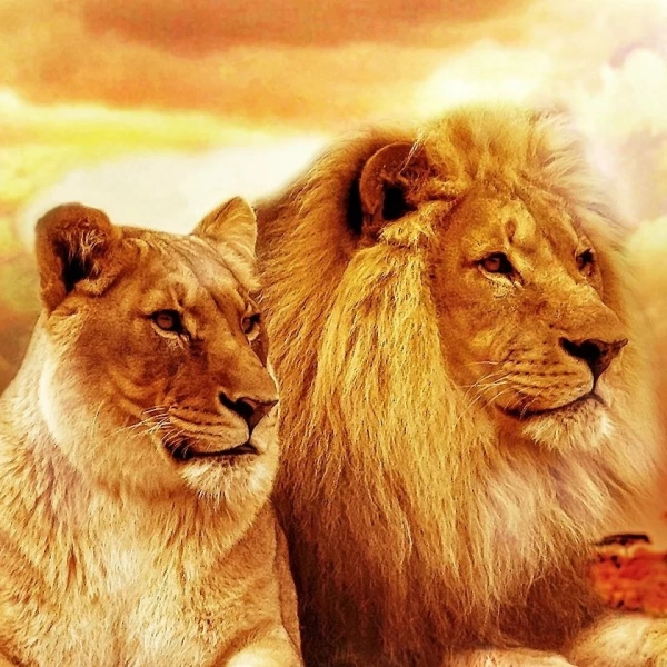مجید