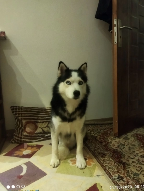 سیاره تنها