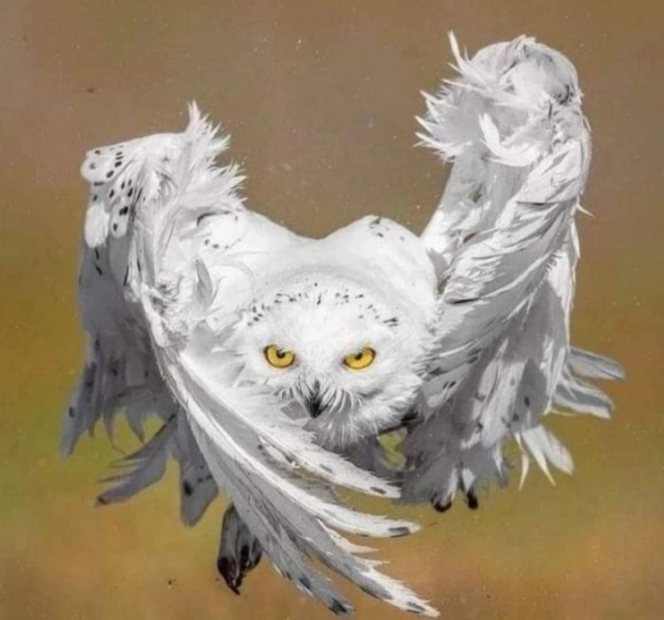 زمین