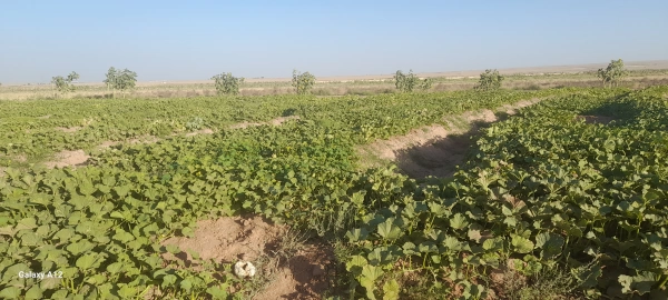 زمین