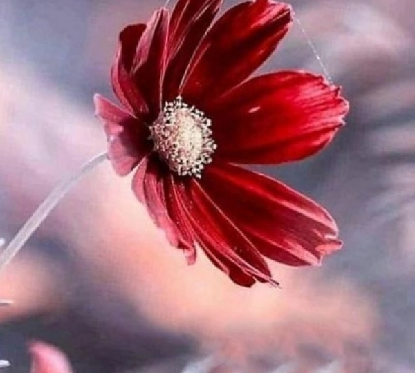 پریسا