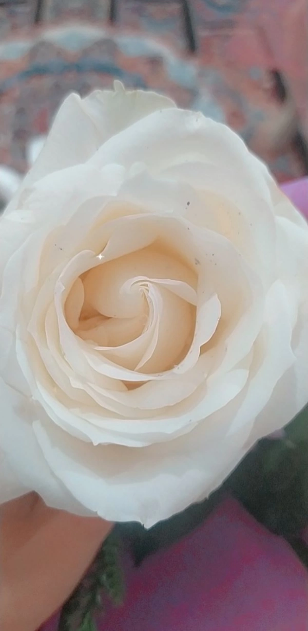 ایدا