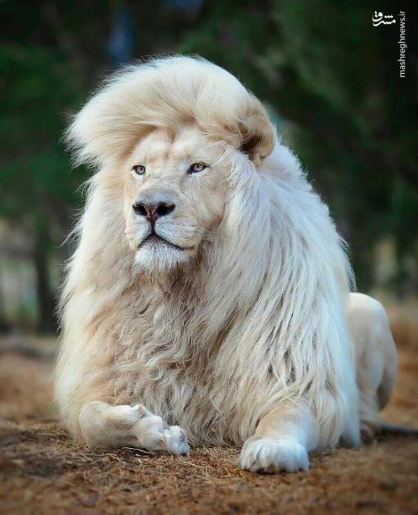 سلطان