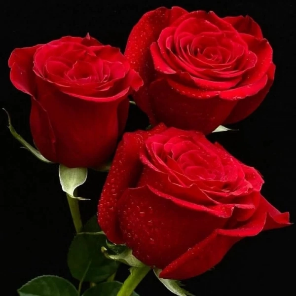 غم دنیاسی