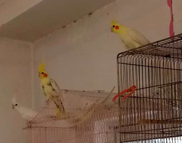 کذارا