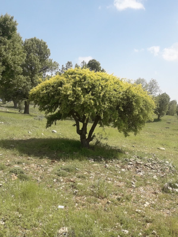 چم سیتی