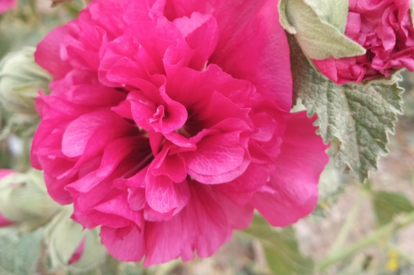 نقمه.حبدی