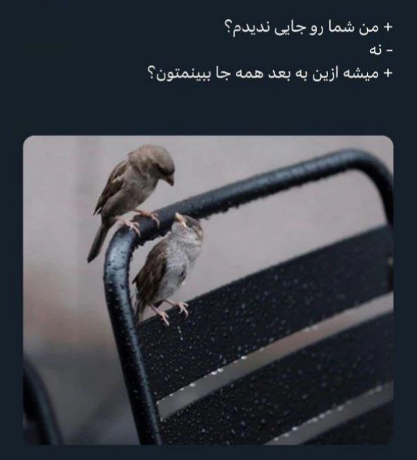 محمدرضا