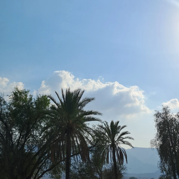 بهرام