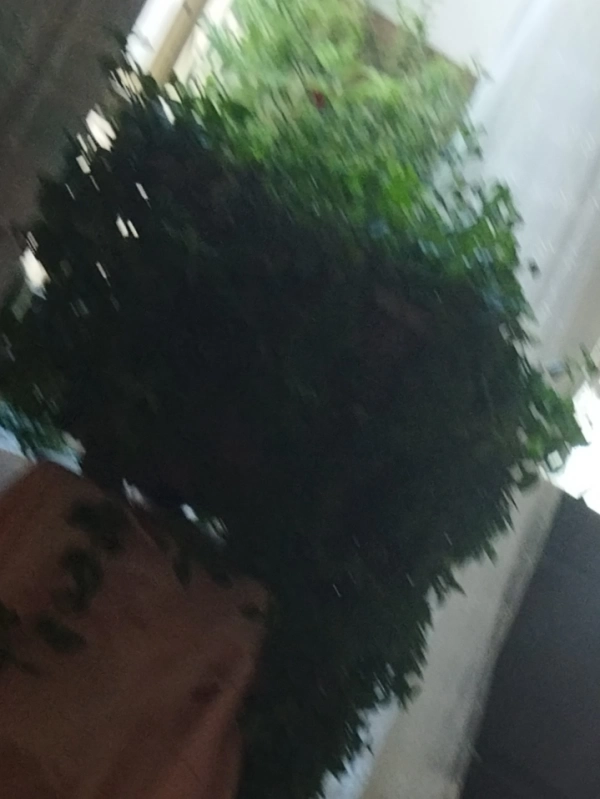 ساحل