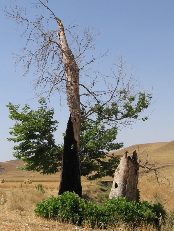 علی حاتمی