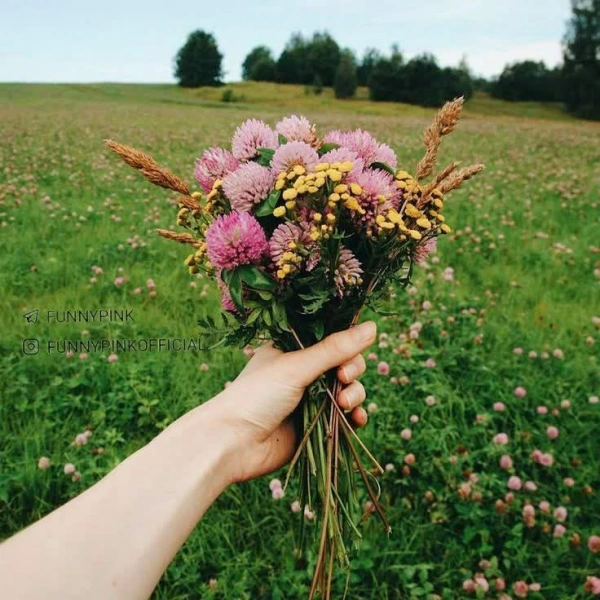 ساینزل