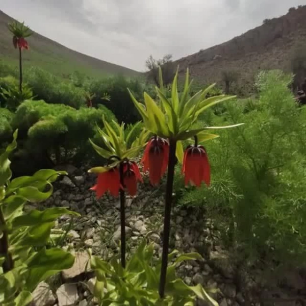 احمد