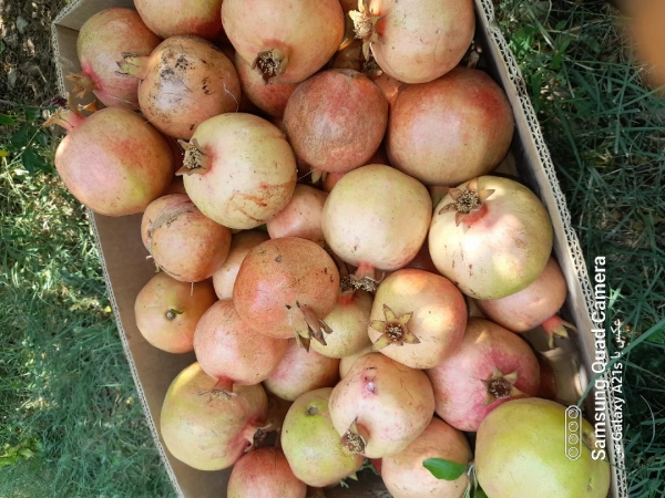 جواد همتی