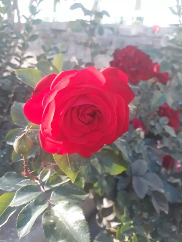 حمید