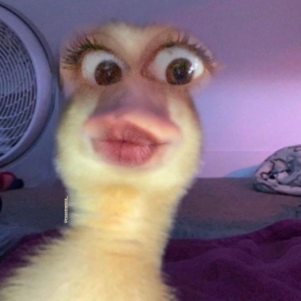 محمد
