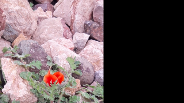 چنگیز۱