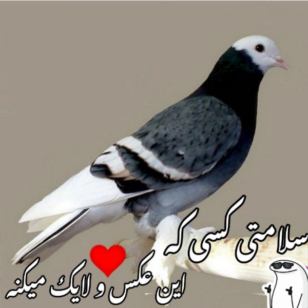 ااااا