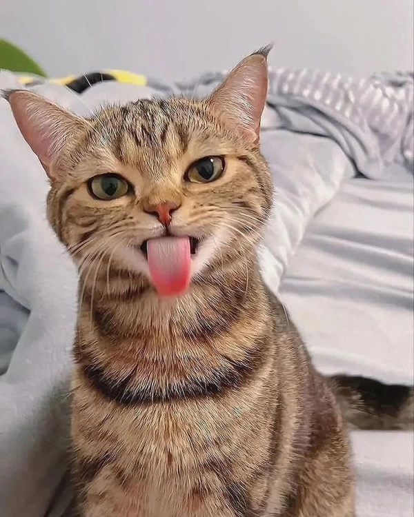 پیتزای بی نون:')