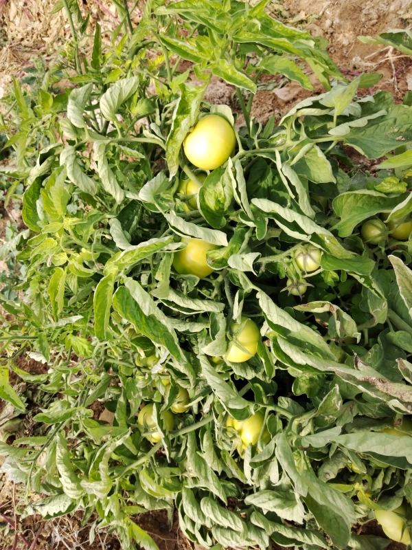 علیرضا