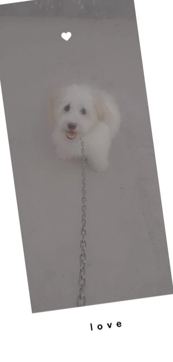 Y