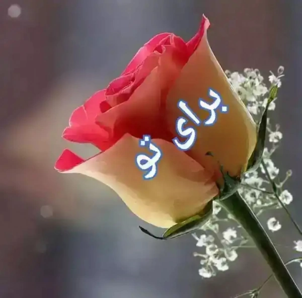 محمد