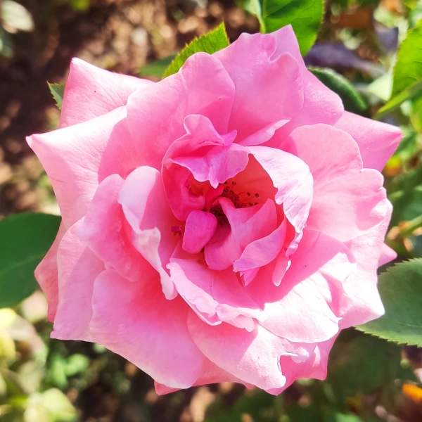زمین