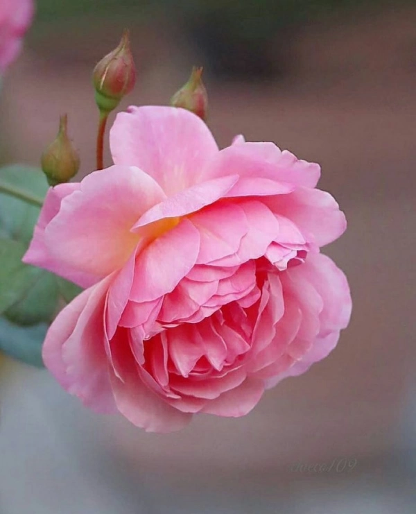 سامان۳۴