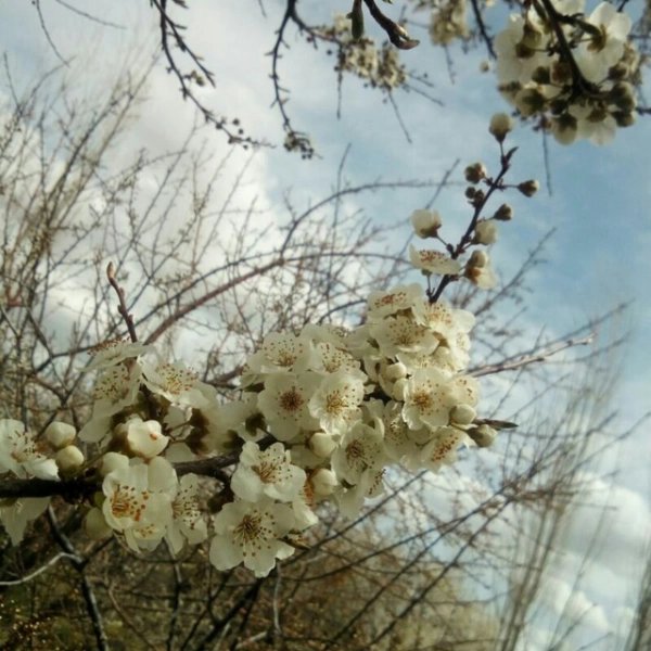میثم