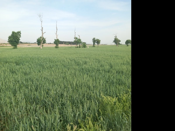 قطب الدین شریفر 09924987901