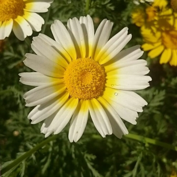 سیاره سحر